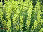 les fleurs du jardin Fausse Lupin, Lanceleaf Thermopsis, Thermopsis lanceolata photo, les caractéristiques jaune