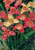 I fiori da giardino Il Fiore Della Tigre, Fiore Shell Messicano, Tigridia pavonia foto, caratteristiche rosso
