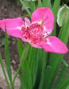 I fiori da giardino Il Fiore Della Tigre, Fiore Shell Messicano, Tigridia pavonia foto, caratteristiche rosa