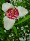 Gartenblumen Tiger Blume, Mexikanische Shell Blüten, Tigridia pavonia foto, Merkmale weiß