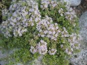 I fiori da giardino Giardino Timo, Inglese Timo, Timo Comune, Thymus foto, caratteristiche bianco