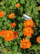 les fleurs du jardin Arbre De Tournesol, Arbre Souci, Tournesol Sauvage, Tournesol Mexicain, Tithonia photo, les caractéristiques orange