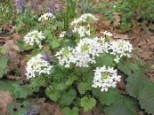 I fiori da giardino Caucasico Centesimo Crescione, Pachyphragma macrophyllum, Thlaspi macrophyllum foto, caratteristiche bianco