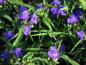 I fiori da giardino Virginia Spiderwort, Le Lacrime Della Signora, Tradescantia virginiana foto, caratteristiche blu