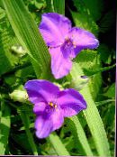 I fiori da giardino Virginia Spiderwort, Le Lacrime Della Signora, Tradescantia virginiana foto, caratteristiche lilla