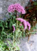 I fiori da giardino Throatwort, Trachelium foto, caratteristiche rosa