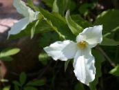 I fiori da giardino Trillium, Wakerobin, Fiore Tri, Birthroot foto, caratteristiche bianco