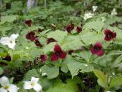 I fiori da giardino Trillium, Wakerobin, Fiore Tri, Birthroot foto, caratteristiche vinoso