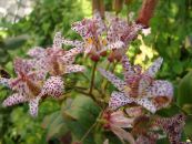 Garden Flowers Toad Lily, Tricyrtis photo, characteristics red