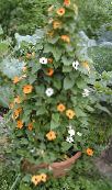 les fleurs du jardin Oeil Au Beurre Noir Susan, Thunbergia alata photo, les caractéristiques orange
