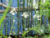Gartenblumen Wasserfeder, Hottonia palustris foto, Merkmale weiß