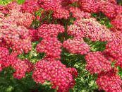 I fiori da giardino Achillea, Staunchweed, Sanguinario, Woundwort Thousandleaf, Del Soldato foto, caratteristiche rosso