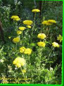 Gartenblumen Schafgarbe, Staunchweed, Blutigen, Thousandleaf, Soldaten Ziest, Achillea foto, Merkmale gelb