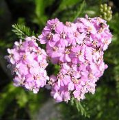 Garden Flowers Yarrow, Milfoil, Staunchweed, Sanguinary, Thousandleaf, Soldier's Woundwort, Achillea photo, characteristics pink