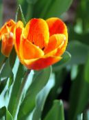 les fleurs du jardin Tulipe, Tulipa photo, les caractéristiques orange