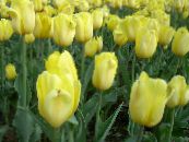 Gartenblumen Tulpe, Tulipa foto, Merkmale gelb