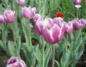 Gartenblumen Tulpe, Tulipa foto, Merkmale flieder