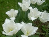 Gartenblumen Tulpe, Tulipa foto, Merkmale weiß