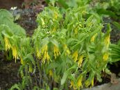 Gartenblumen Große Merrybells, Große Bellwort, Uvularia foto, Merkmale gelb