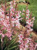 les fleurs du jardin Watsonia, Lys Bugle photo, les caractéristiques rose