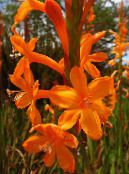 les fleurs du jardin Watsonia, Lys Bugle photo, les caractéristiques orange