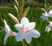 Gartenblumen Watsonia, Signalhorn Lilie foto, Merkmale weiß