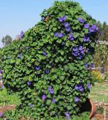 I fiori da giardino Gloria Di Mattina, Fiore Blu Alba, Ipomoea foto, caratteristiche blu