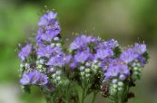 Gartenblumen Kalifornische Bluebell, Lacy Phacelia, Blau Locken, Raupe, Fiddleneck, Spinnenblume, Wild Heliotrop foto, Merkmale hellblau