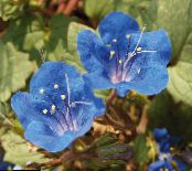 Gartenblumen Kalifornische Bluebell, Lacy Phacelia, Blau Locken, Raupe, Fiddleneck, Spinnenblume, Wild Heliotrop foto, Merkmale blau