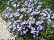 Gartenblumen Blaue Gänseblümchen, Blauen Marguerite, Felicia amelloides foto, Merkmale hellblau
