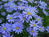 Gartenblumen Blaue Gänseblümchen, Blauen Marguerite, Felicia amelloides foto, Merkmale hellblau