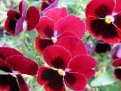 Gartenblumen Viola, Stiefmütterchen, Viola  wittrockiana foto, Merkmale rot
