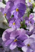Gartenblumen Viola, Stiefmütterchen, Viola  wittrockiana foto, Merkmale flieder