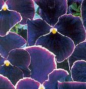 Gartenblumen Viola, Stiefmütterchen, Viola  wittrockiana foto, Merkmale schwarz