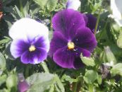 Gartenblumen Viola, Stiefmütterchen, Viola  wittrockiana foto, Merkmale lila