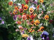 I fiori da giardino Viola, Viola Del Pensiero, Viola  wittrockiana foto, caratteristiche arancione