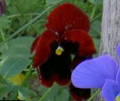 I fiori da giardino Viola, Viola Del Pensiero, Viola  wittrockiana foto, caratteristiche vinoso