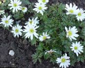 les fleurs du jardin Anémone, Anemone photo, les caractéristiques blanc