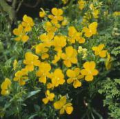Gartenblumen Gehörnten Stiefmütterchen, Hornveilchen, Viola cornuta foto, Merkmale gelb