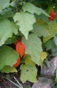 I fiori da giardino Cinese Pianta Lanterna, Ciliegia Terra Fragola, Physalis franchetii, Physalis alkekengi foto, caratteristiche arancione