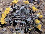 Gartenblumen Rydberg Twinpod, Doppel Bladderpod, Physaria foto, Merkmale gelb