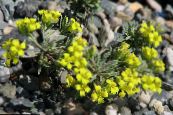 I fiori da giardino Rydberg Twinpod, Doppio Bladderpod, Physaria foto, caratteristiche giallo
