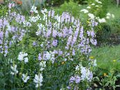 les fleurs du jardin Plante Obéissant, Fausse Dragonhead, Physostegia photo, les caractéristiques lilas