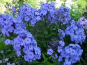 Garden Flowers Garden Phlox, Phlox paniculata photo, characteristics light blue