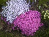 I fiori da giardino Strisciante Phlox, Muschio Phlox, Phlox subulata foto, caratteristiche lilla