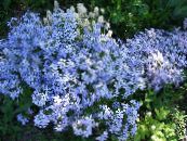 Gartenblumen Schleichenden Phlox, Moosphlox, Phlox subulata foto, Merkmale hellblau