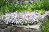 I fiori da giardino Strisciante Phlox, Muschio Phlox, Phlox subulata foto, caratteristiche bianco