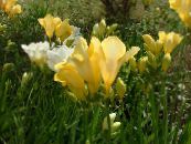 les fleurs du jardin Freesia photo, les caractéristiques jaune