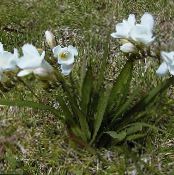 les fleurs du jardin Freesia photo, les caractéristiques blanc