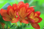 les fleurs du jardin Freesia photo, les caractéristiques orange